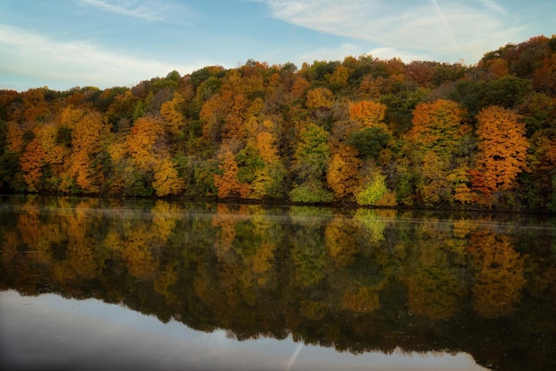 Lago ao lado das árvores da floresta Foto