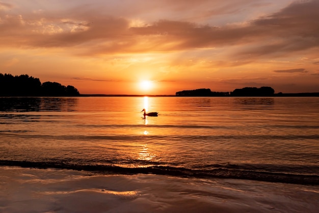 Lago ao pôr do sol Água calma na paisagem ao entardecer com pato flutuando na superfície