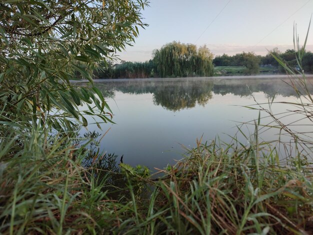 Un lago con un árbol al fondo.