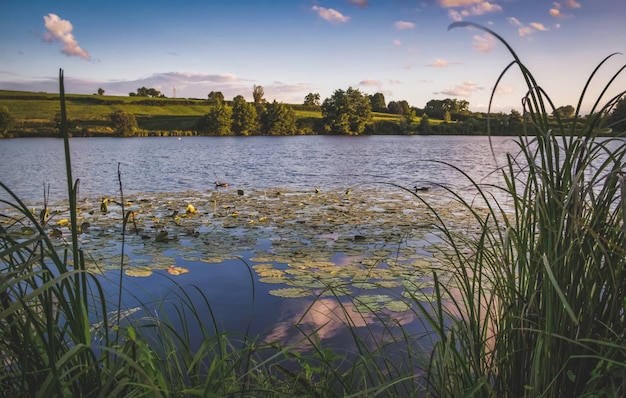 Lago con árboles en la puesta de sol