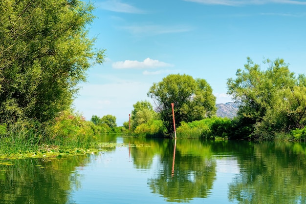 Lago y árboles Skadar