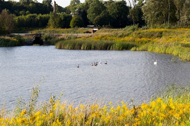 lago con arboles