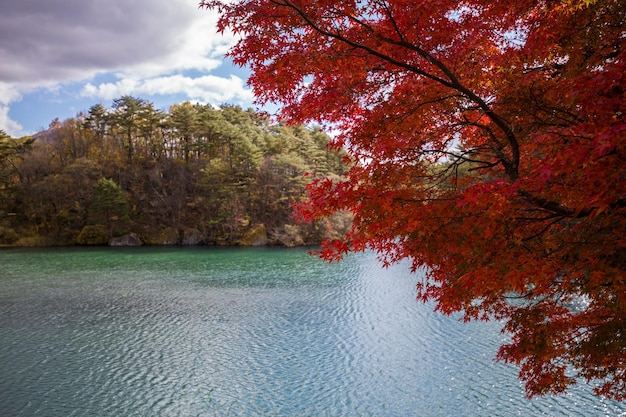 Un lago con un arce rojo en primer plano y un lago azul con un lago al fondo.