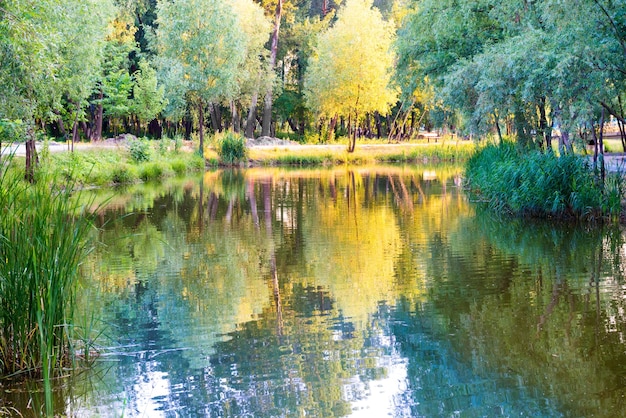 Lago azul y árbol verde al atardecer