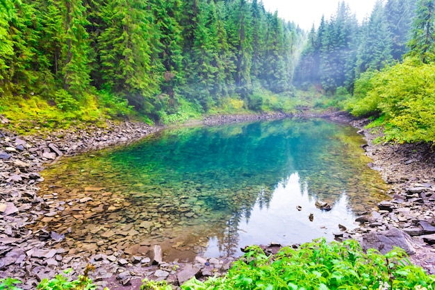 Lago azul enevoado da floresta