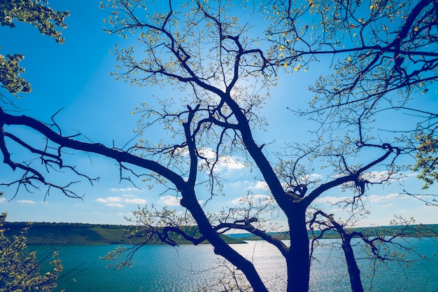 Lago azul con silueta de árbol