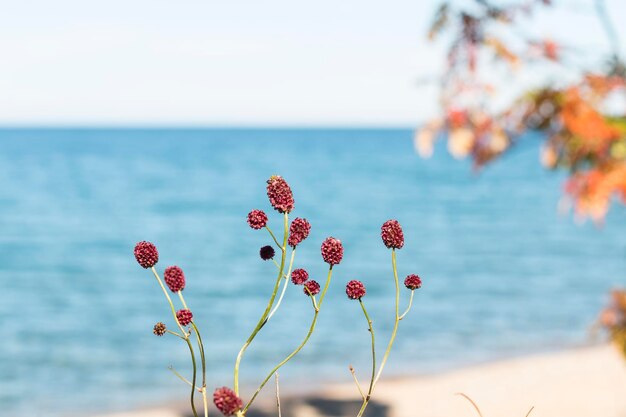 Foto lago baikal no verão e outono