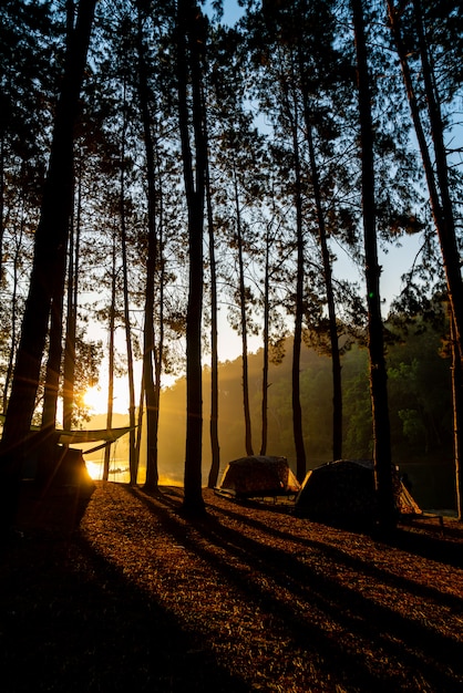 Lago y bosque al amanecer