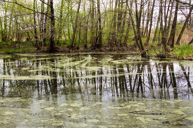 Lago del bosque con algas verdes en la superficie del agua