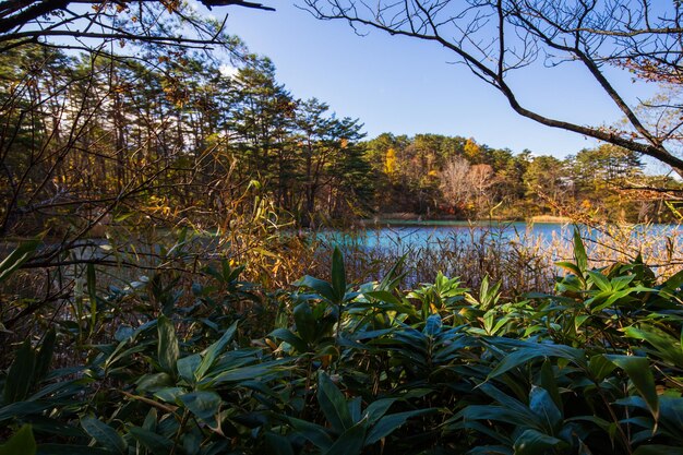 Un lago en el bosque con árboles y un lago azul al fondo