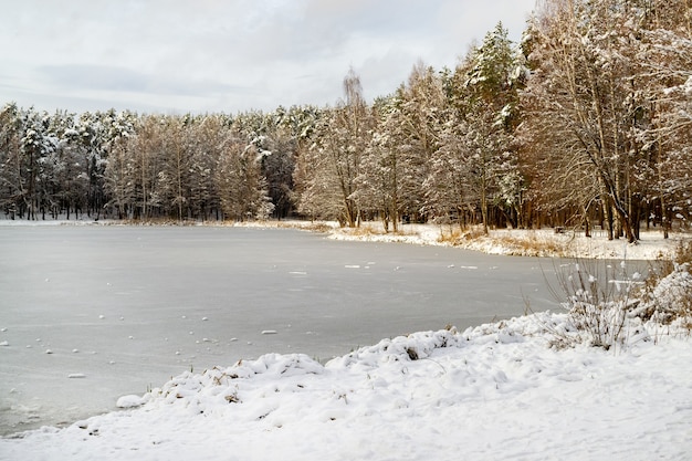 Lago del bosque congelado y pinos a lo largo de las orillas con ramas cubiertas de nieve. Estado de ánimo de invierno, el