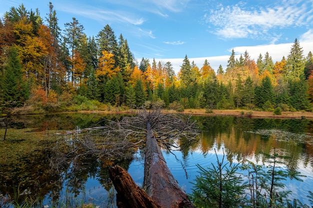 Lago del bosque en hojas de otoño con un gran árbol viejo que cayó en él. Estanque y bosque en temporada de otoño.