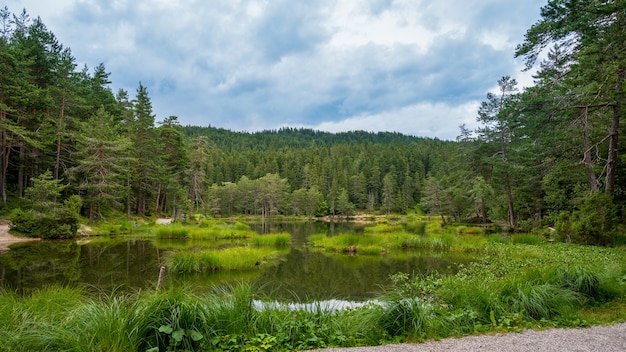 Lago en el bosque Moserer See Austria