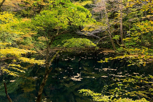 Lago y bosque de otoño