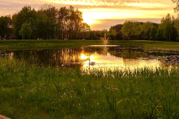 El lago del bosque en la puesta de sol de la noche