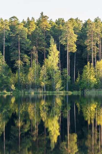 Lago del bosque con reflejo de árboles verdes en el agua hermoso verano en el bosque de pura belleza natural