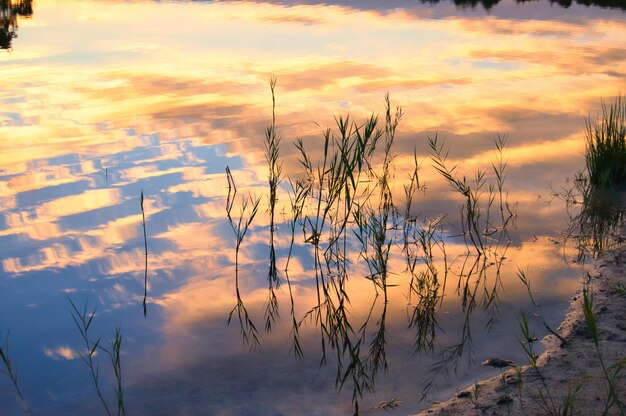 Lago del bosque con reflejo del cielo al atardecer Las cañas los árboles y el prado