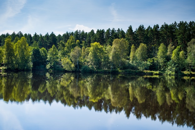 Lago en el bosque verde