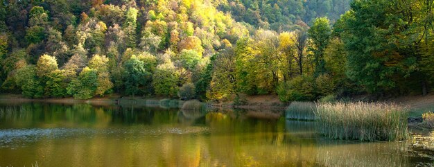 Lago con bosque verde