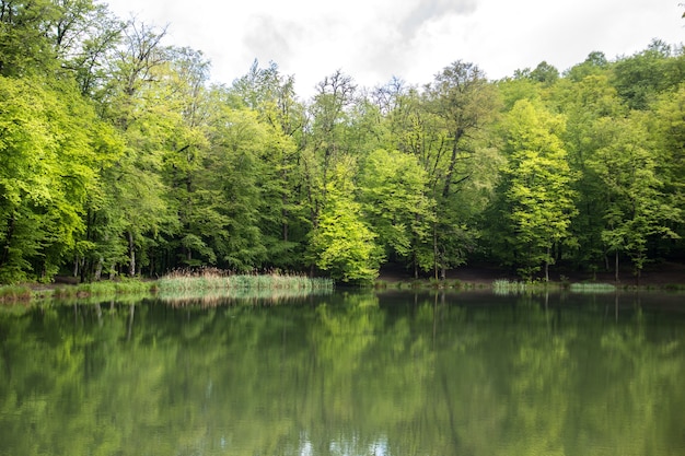 Lago en el bosque verde