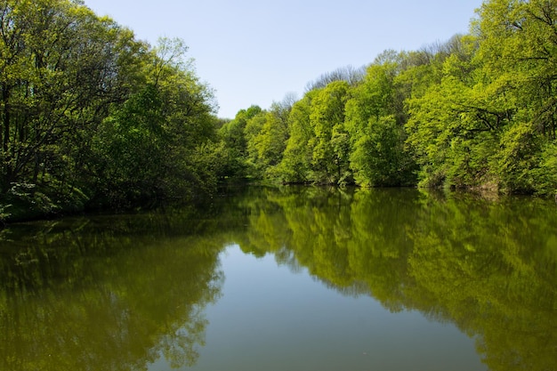 Lago en bosque verde