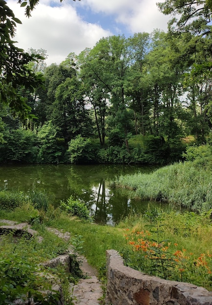 Lago en el bosque verde