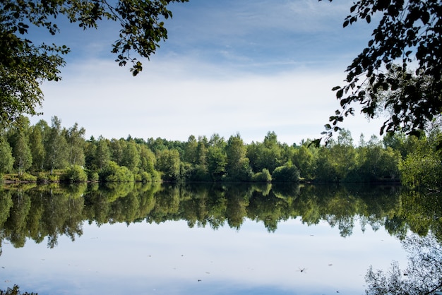 Lago del bosque