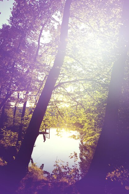 Lago en bosque