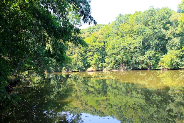 Lago en bosque