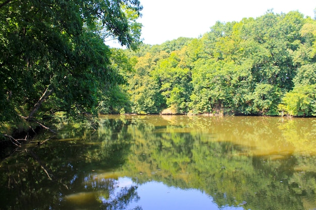 lago en el bosque