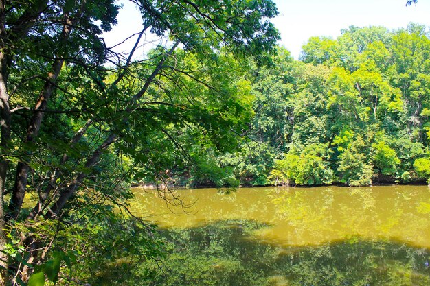 lago en el bosque