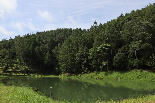 Lago en el bosque