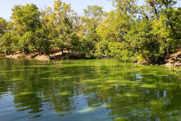 Lago calmo no parque verde no verão