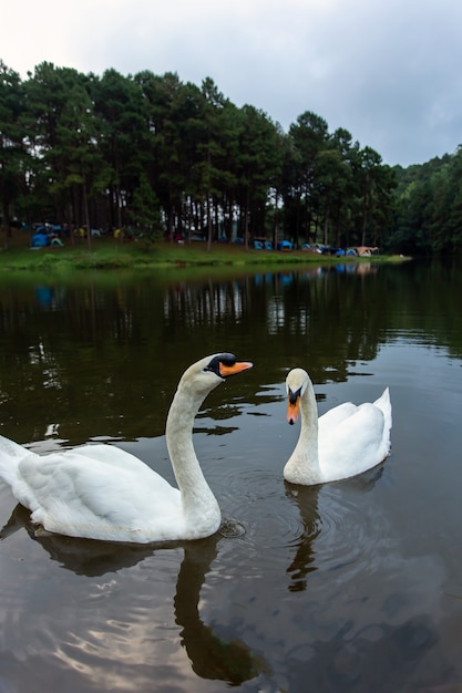 Lago con un cisne blanco