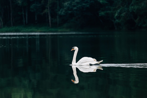 Lago con un cisne blanco