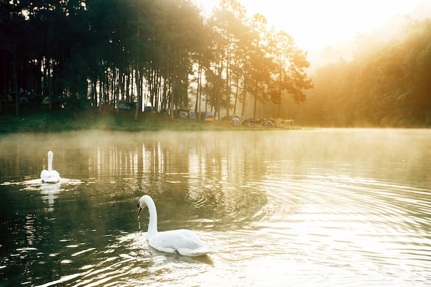 Lago con un cisne blanco