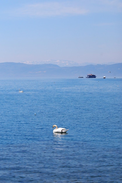 El lago de los cisnes blancos Ohrid, Macedonia