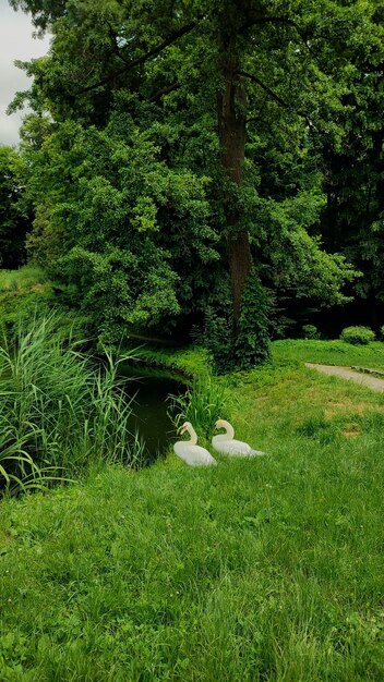 Lago con cisnes blancos en la orilla