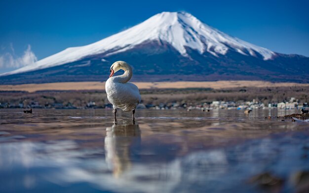 Lago de cisnes con fondo de monte Fuji