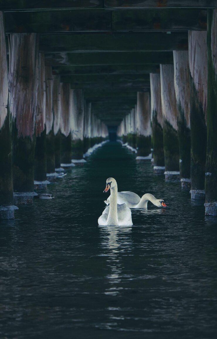 El lago de los cisnes