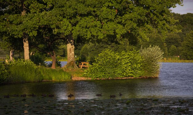 Lago com árvores ao entardecer