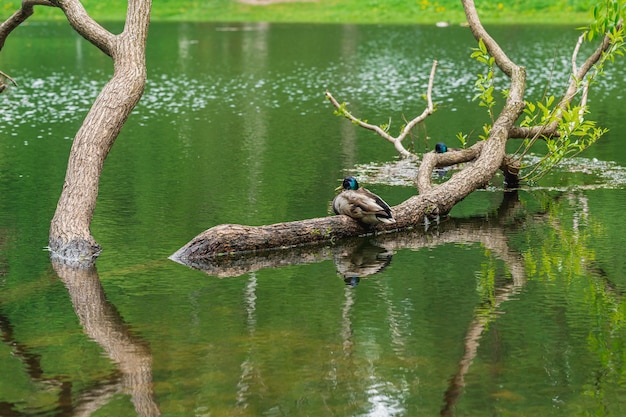 Lago com árvores e patos em um dia de verão