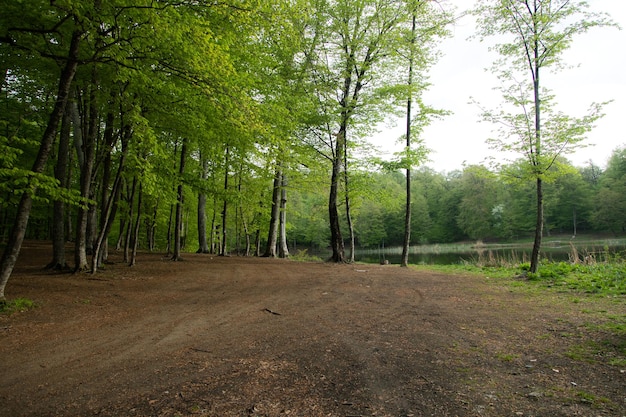 Lago com árvores na floresta