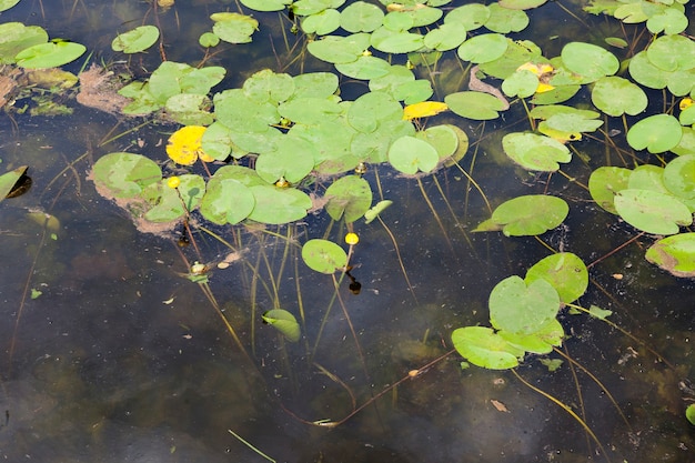 Lago com crescimento de nenúfares e outra vegetação, horário de verão em um lago com água parada e nenúfares perto da floresta