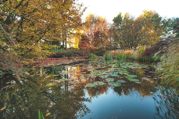 Lago com folhas caídas no outono