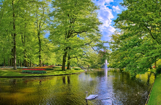 Lago com lindos cisnes brancos no parque Keukenhof Lisse Holland