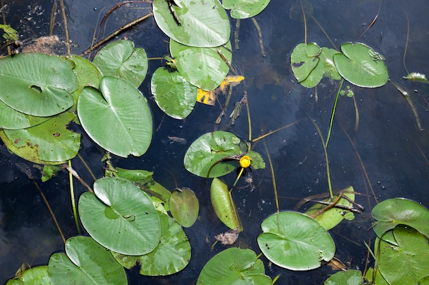 Lago com nenúfares em crescimento