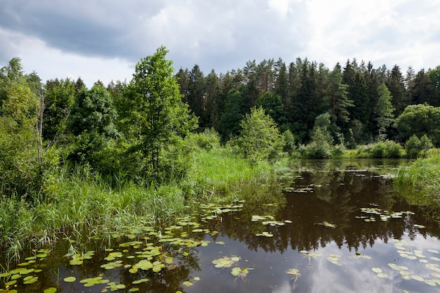 Lago com nenúfares em crescimento