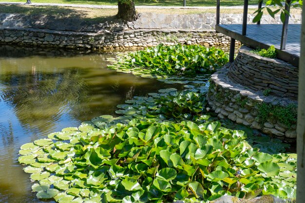 Lago com nenúfares na Romênia