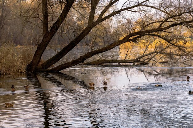 Lago com patos no inverno